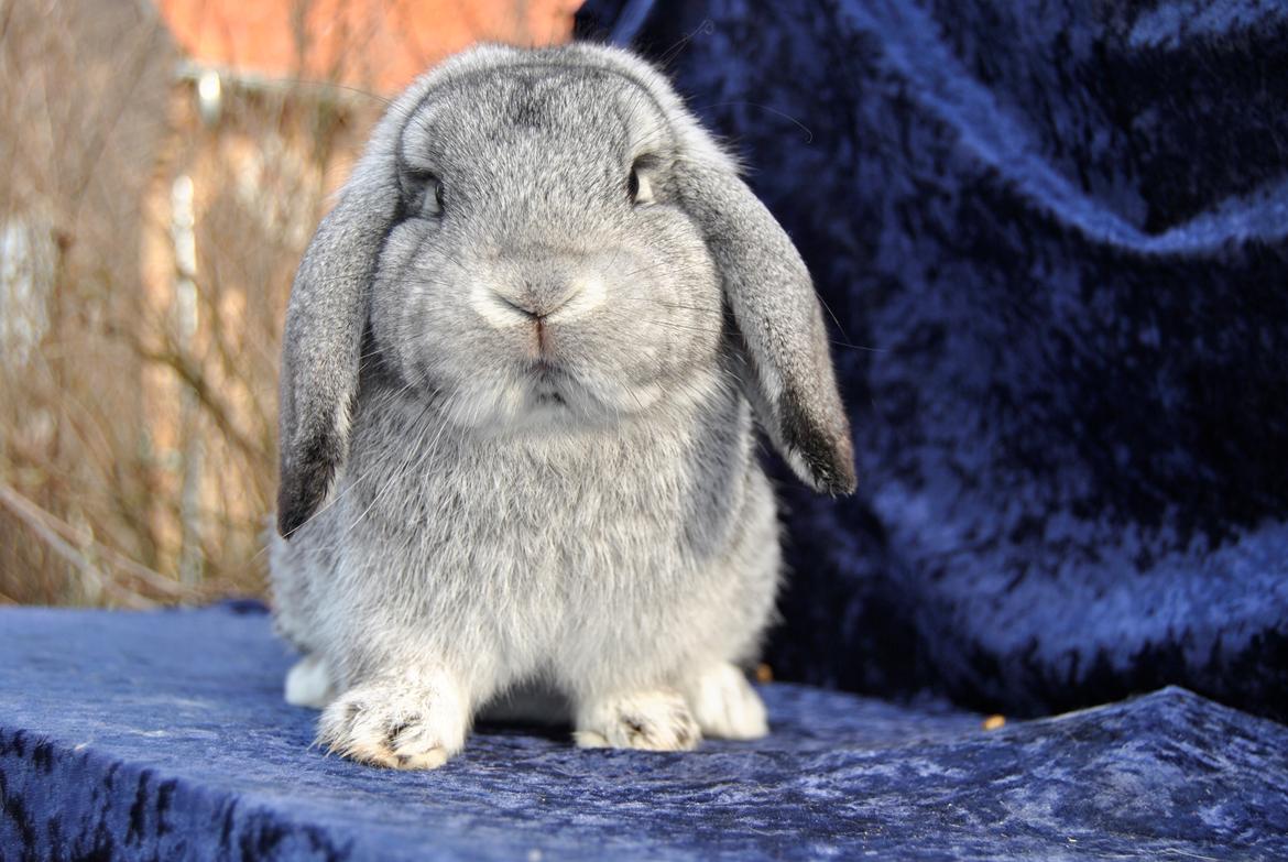 Kanin Sofus billede 18