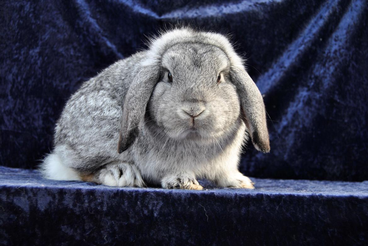 Kanin Sofus billede 1