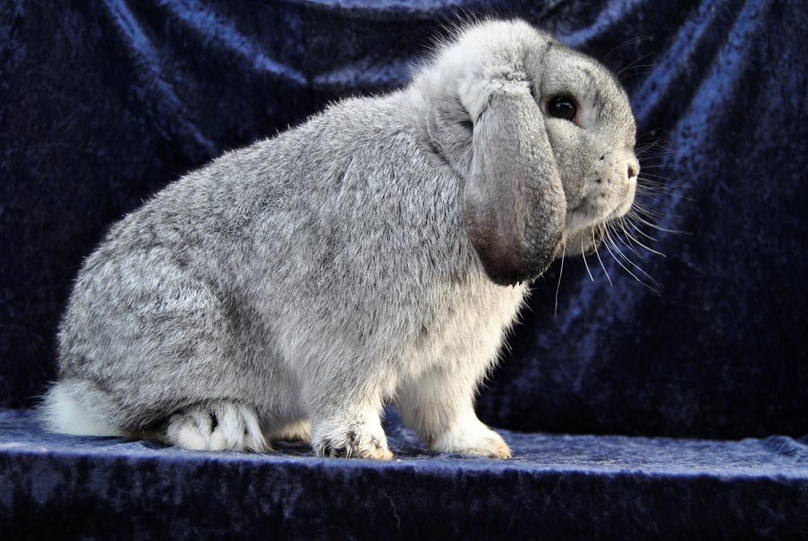 Kanin Sofus billede 19