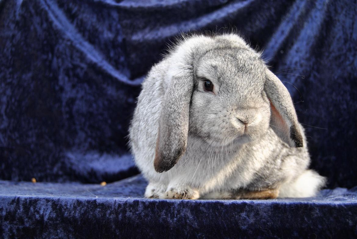 Kanin Sofus billede 20