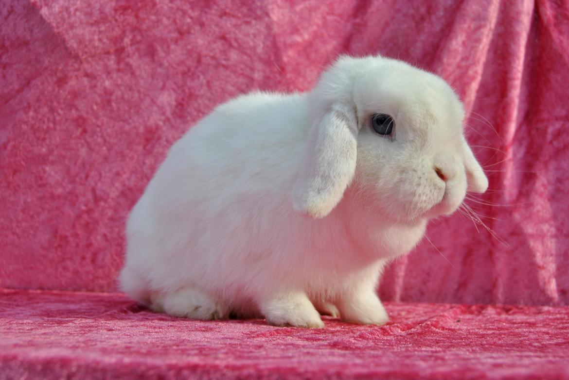 Kanin Miley  billede 1