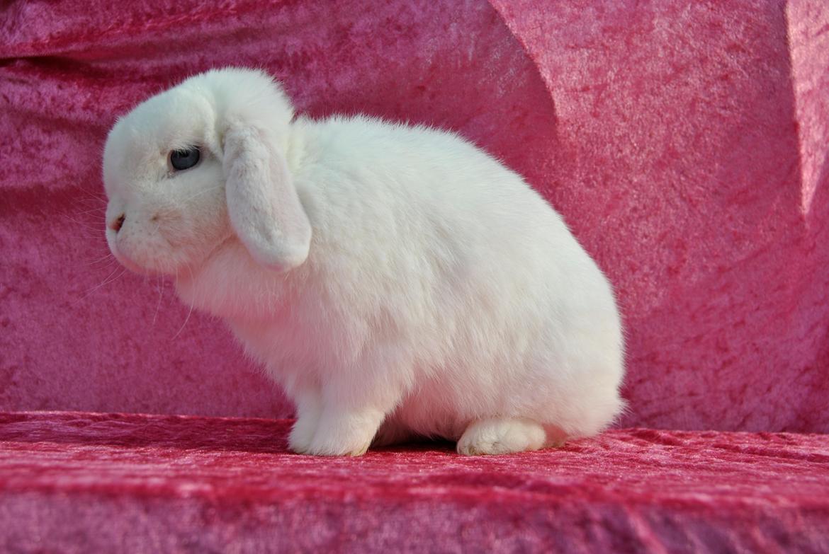 Kanin Miley  billede 20