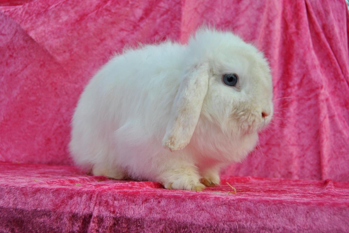 Kanin Snehvide billede 1