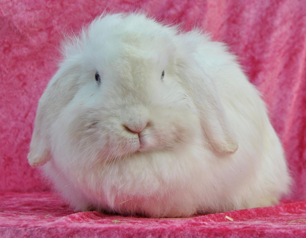 Kanin Snehvide billede 20