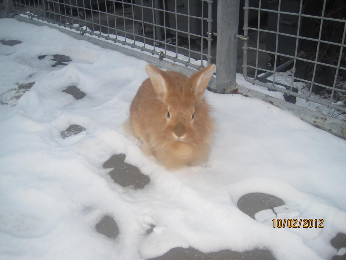 Kanin Pjuske - nede i gården 
i sne<3

(foto team JB!)

 billede 8