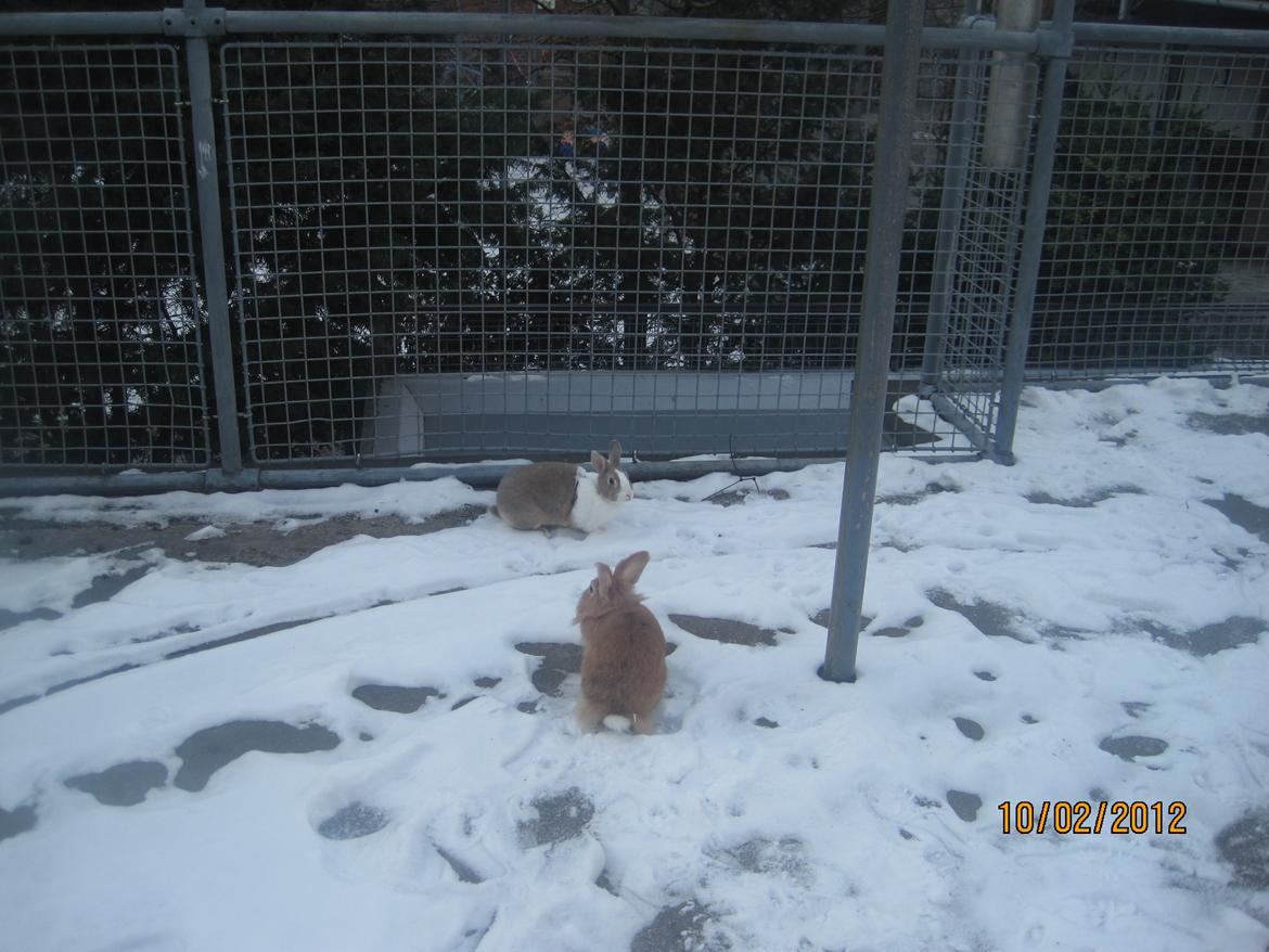 Kanin Pjuske - elsker dig pjuske

(foto team JB!) billede 9