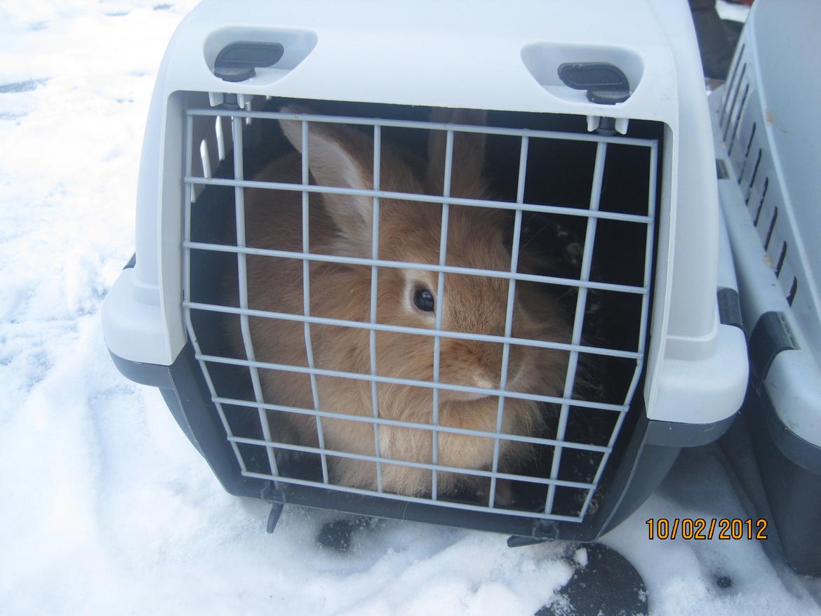 Kanin Pjuske - i transportkassen

(foto team JB!) billede 10