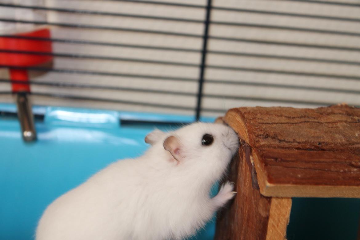 Dværghamster Mumle R.I.P <3 billede 17