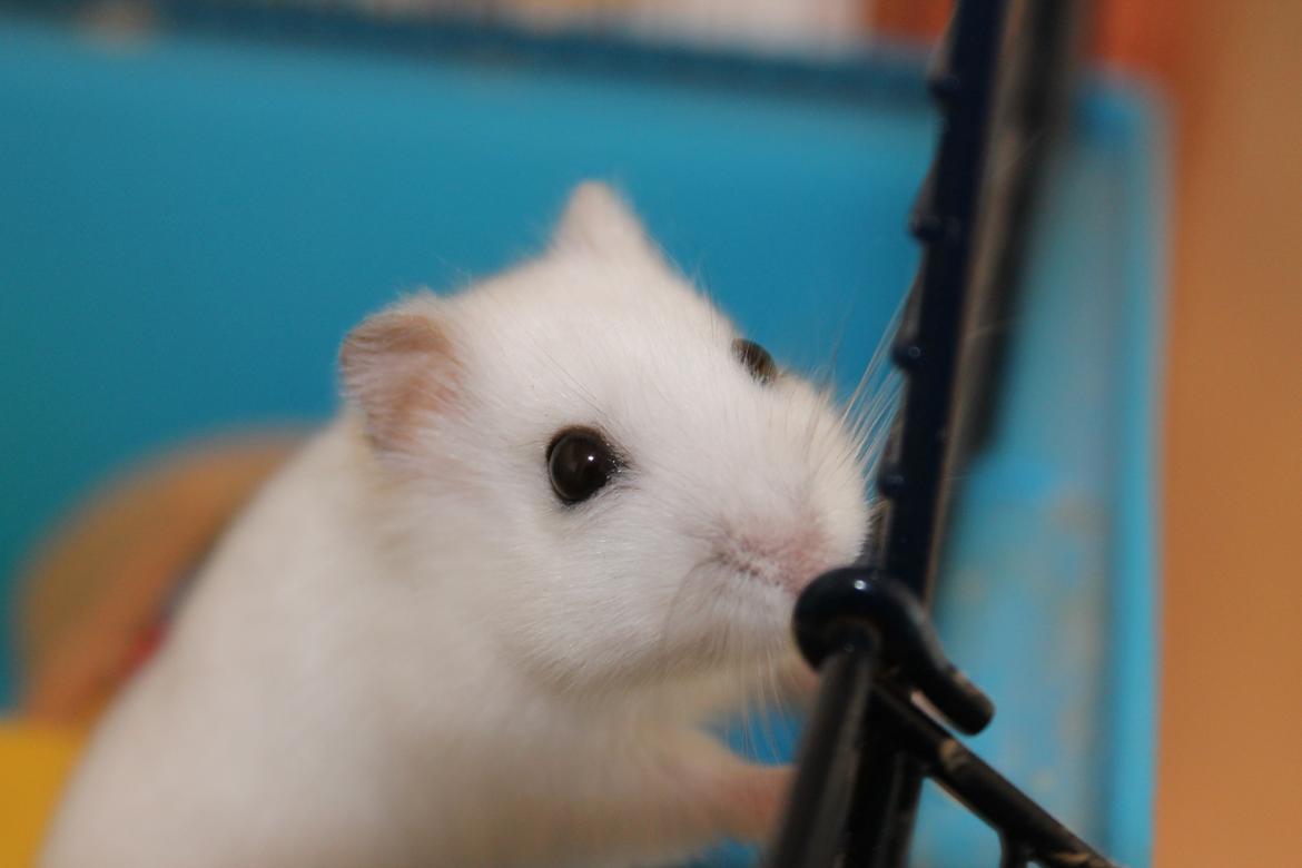 Dværghamster Mumle R.I.P <3 billede 1