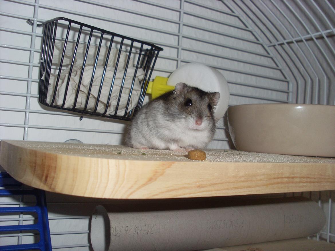 Dværghamster Eigil billede 14
