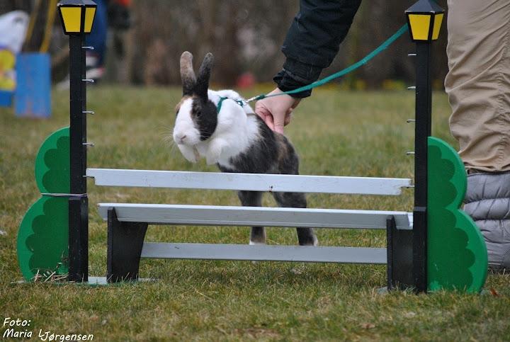 Kanin Yasimins Sanfu | Fusse - Fusse i let lige til stævnet i Bjæverskov d. 11/3-12, hvor han hoppede 2+0 :D  -  Foto: Maria L. Jørgensen billede 8