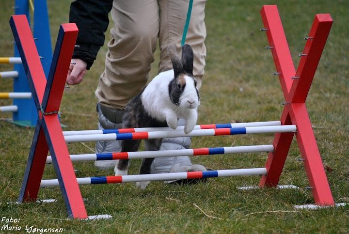 Kanin Yasimins Sanfu | Fusse - Fusse i let lige til stævnet i Bjæverskov d. 11/3-12, hvor han hoppede 2+0 :D  -  Foto: Maria L. Jørgensen billede 4