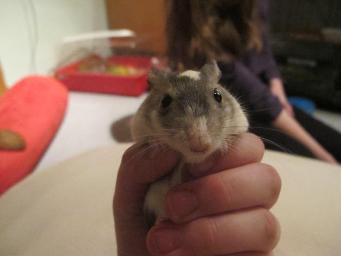 Ørkenrotte Nelly - Du så smuk <3 billede 1