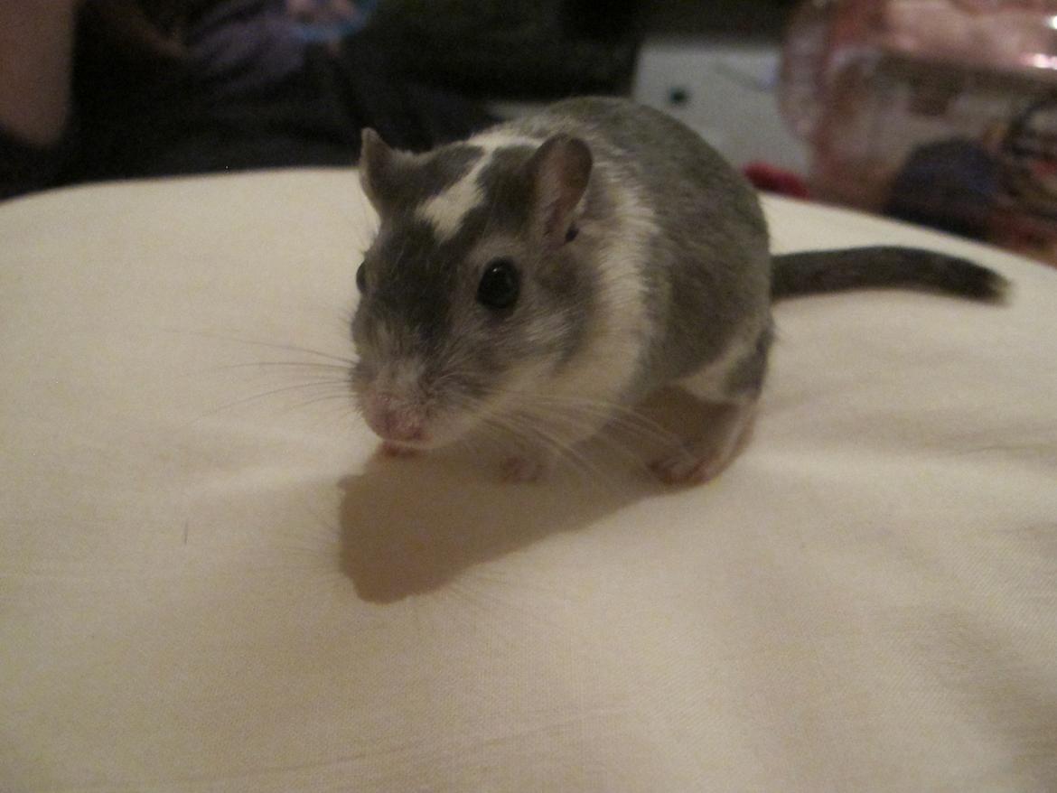 Ørkenrotte Nelly - Hun keder sig! <3 billede 2