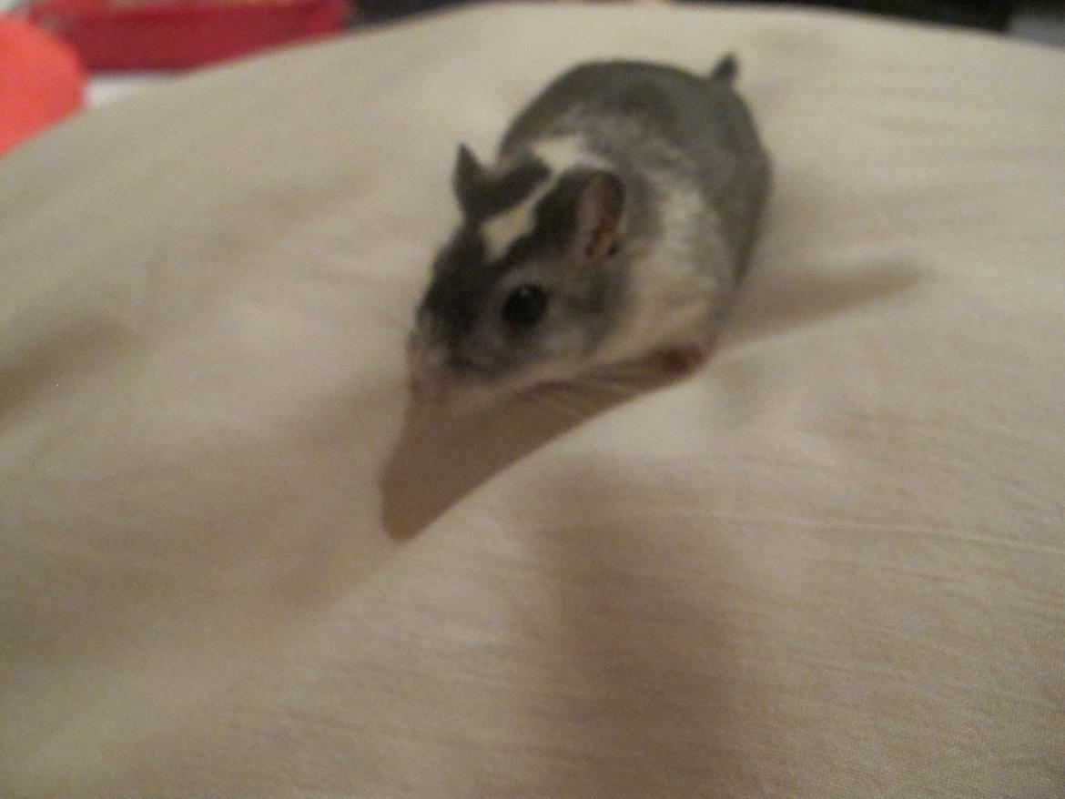 Ørkenrotte Nelly - Hun elsker det store værlse <3 billede 3