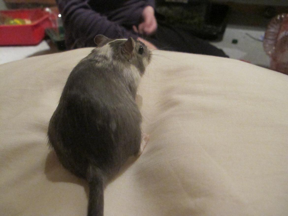 Ørkenrotte Nelly - Når enden er god er alting godt <3 billede 4