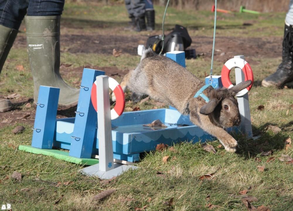 Kanin Baloos Dakisha Mijake billede 8