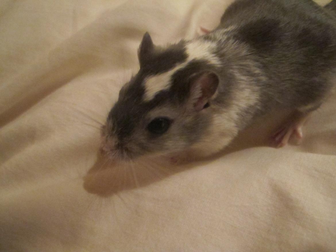 Ørkenrotte Nelly - Tæt på <3 billede 6