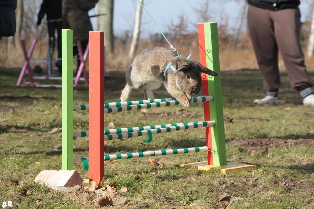 Kanin Baloos Dakisha Mijake billede 4