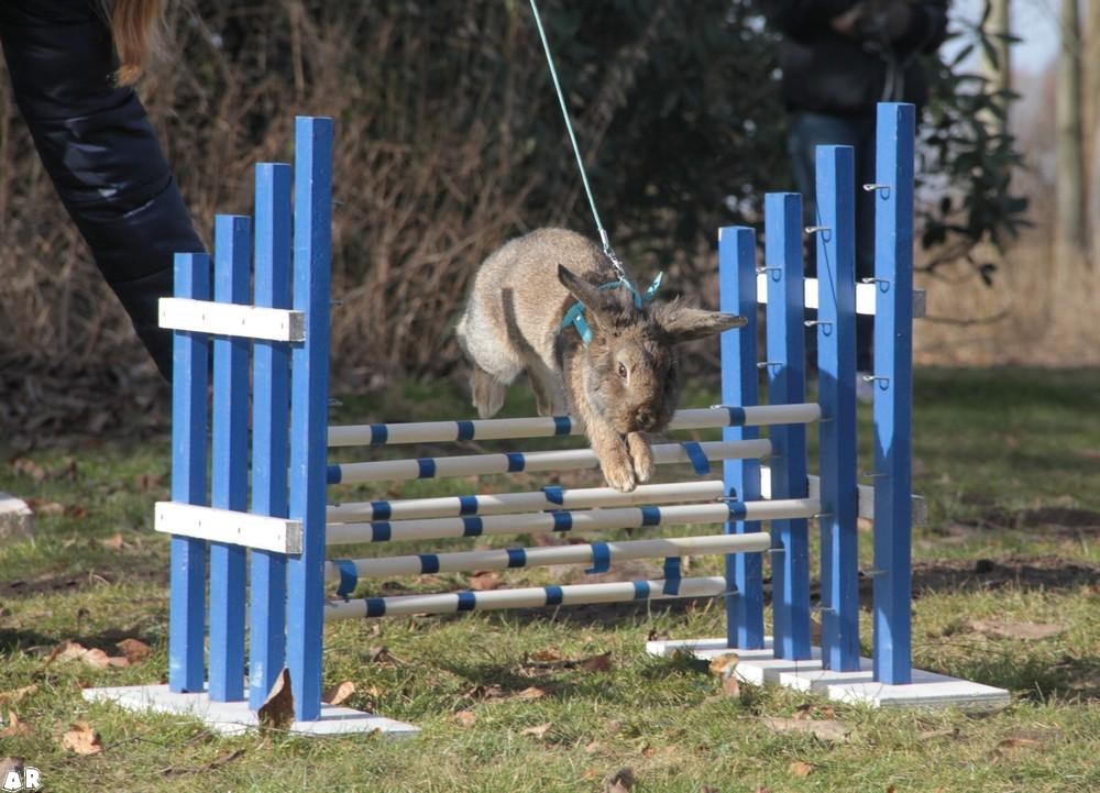 Kanin Baloos Dakisha Mijake billede 9