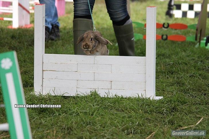 Kanin Baloos Dakisha Mijake billede 11