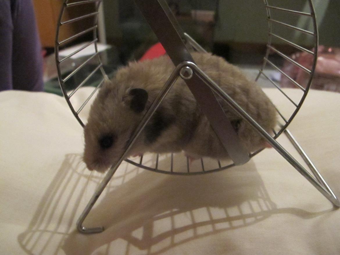 Hamster Lady Maryon billede 1