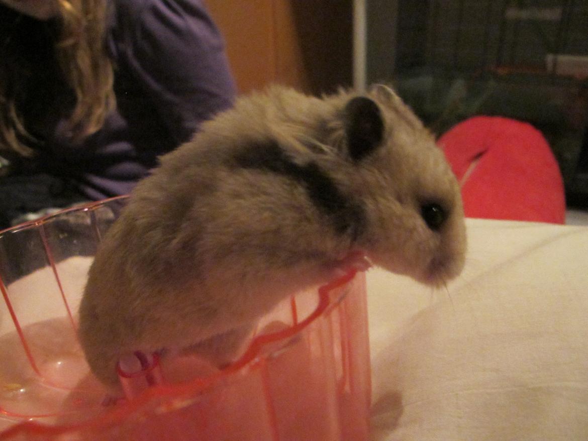 Hamster Lady Maryon billede 3