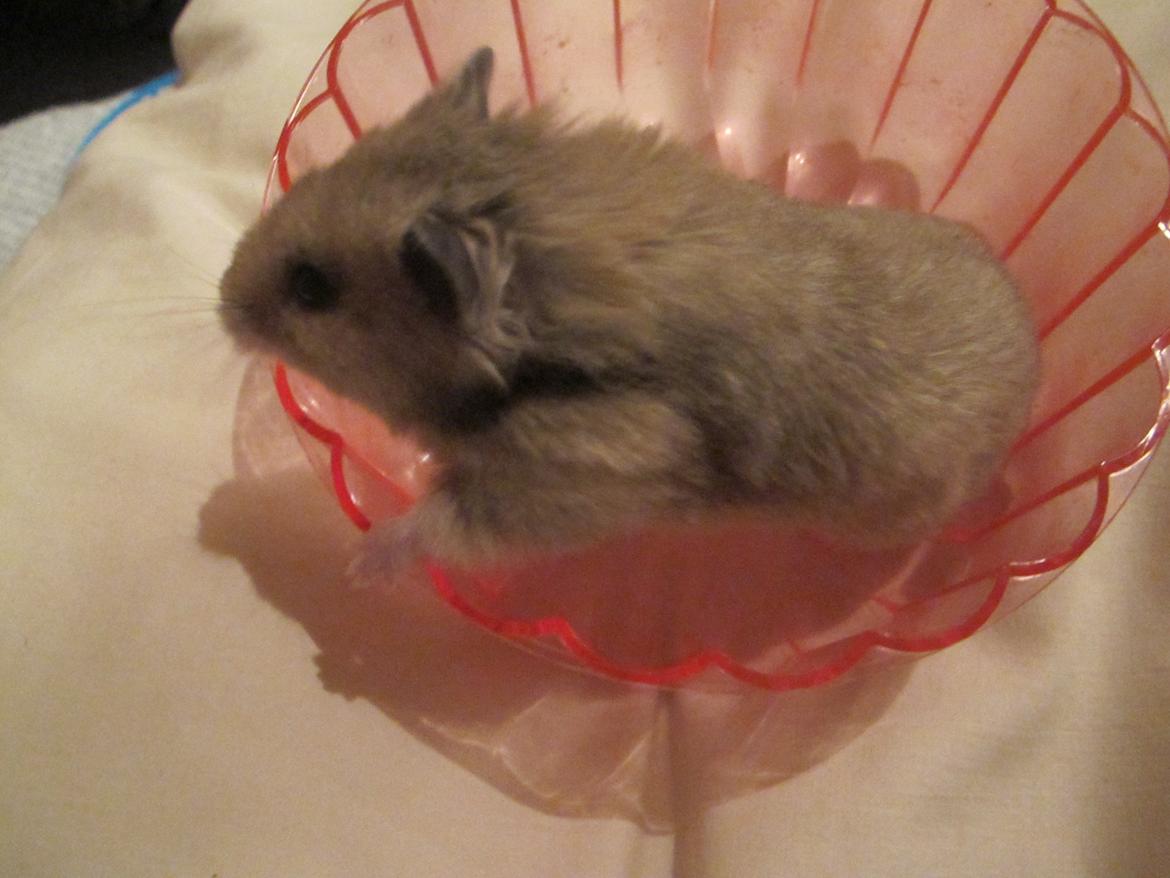 Hamster Lady Maryon billede 4