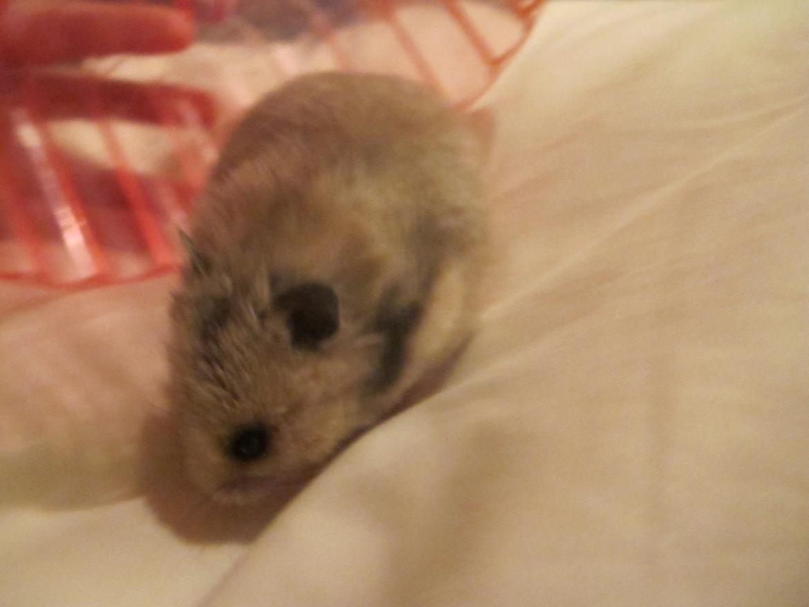 Hamster Lady Maryon billede 5
