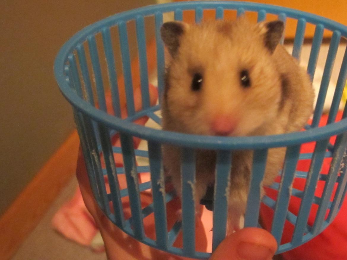 Hamster Lady Maryon billede 6