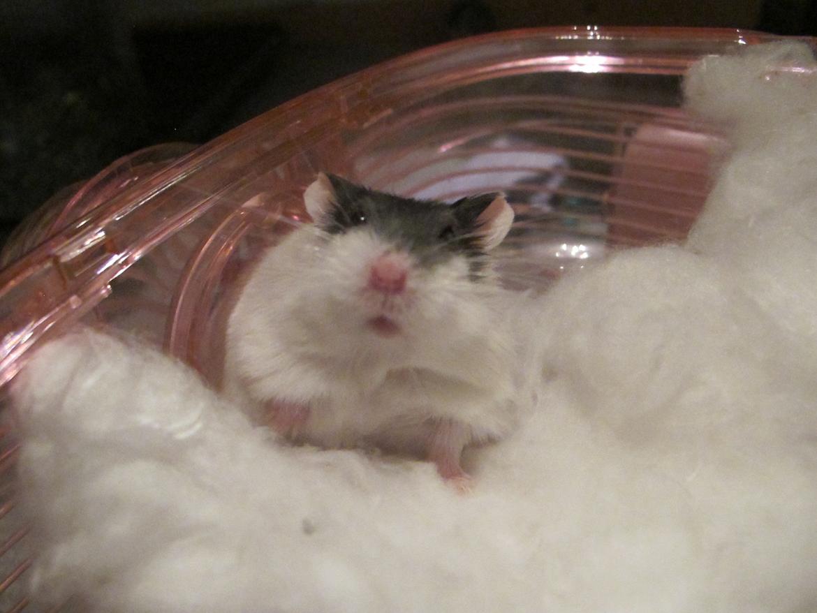 Dværghamster Rico billede 3