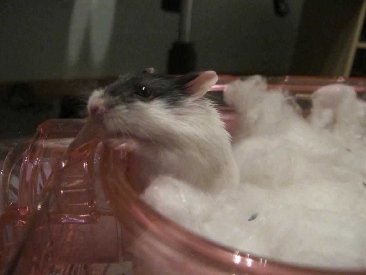 Dværghamster Rico billede 4