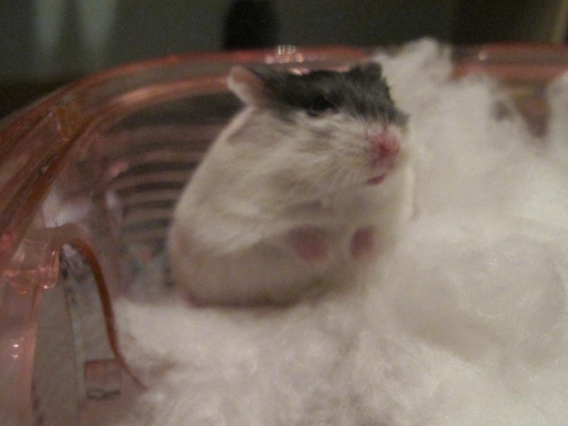 Dværghamster Rico billede 6