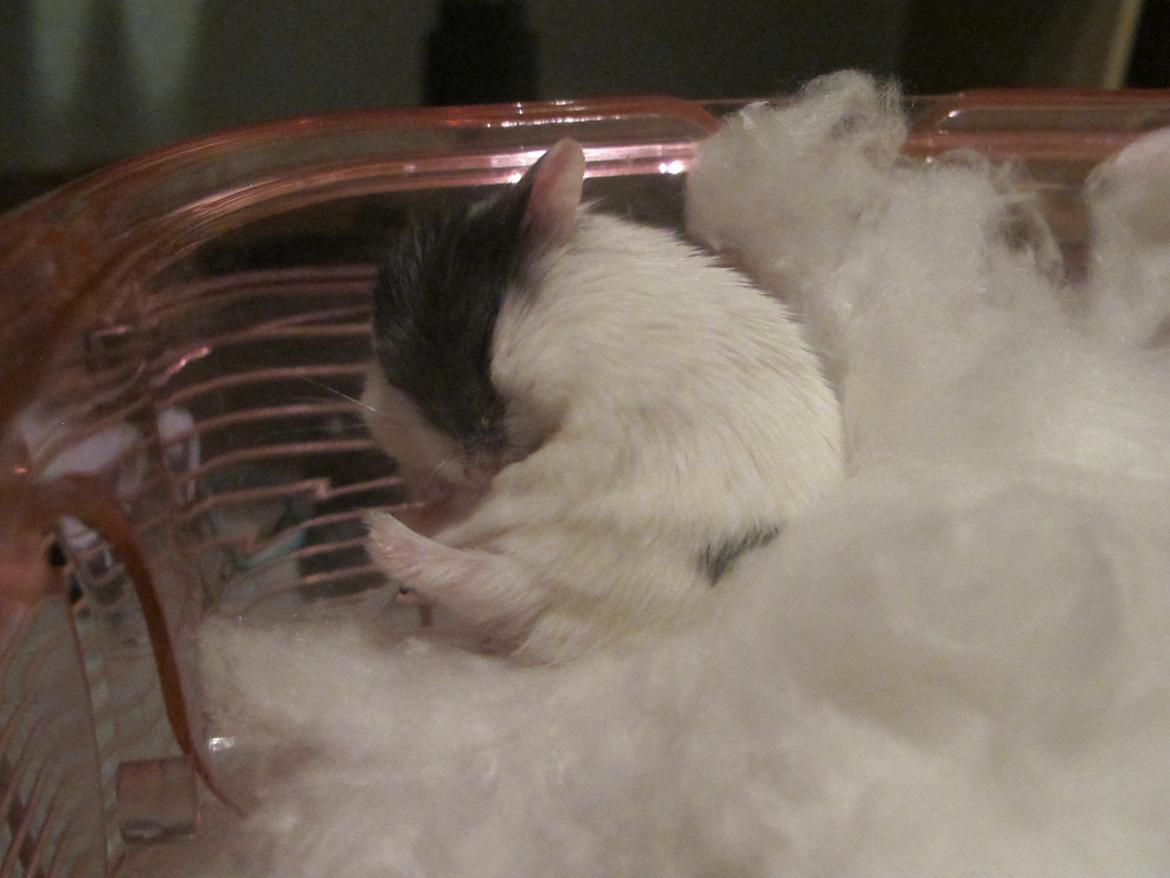 Dværghamster Rico billede 7