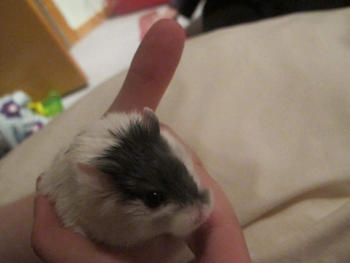 Dværghamster Rico billede 8