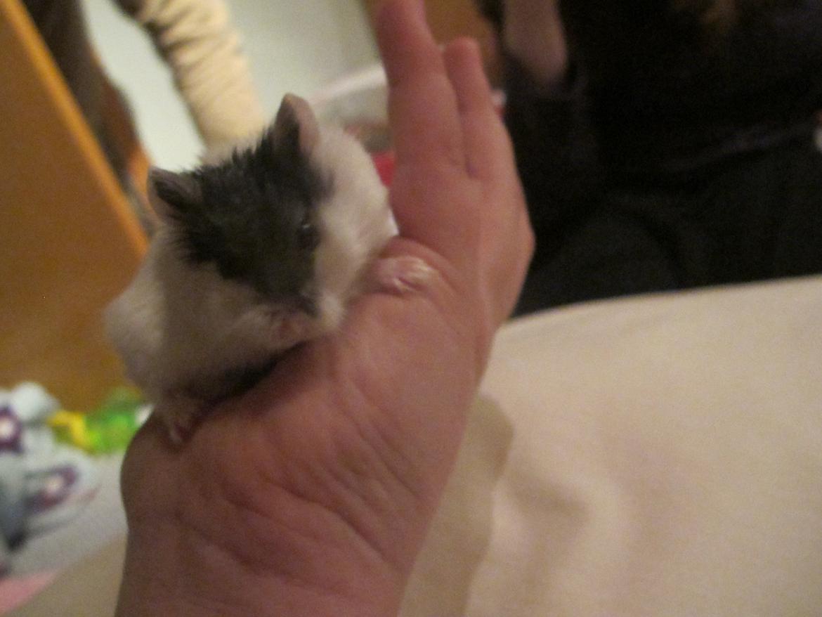 Dværghamster Rico billede 9