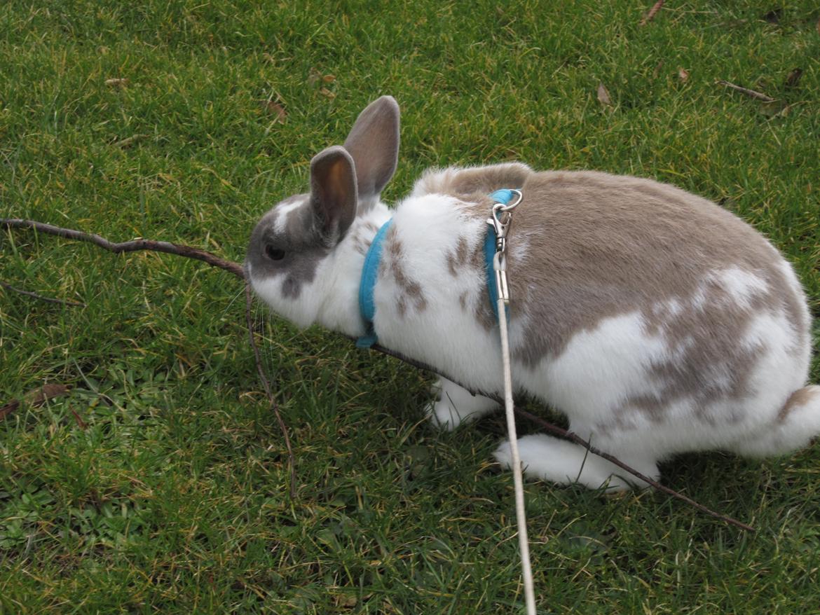 Kanin Petunia  billede 11