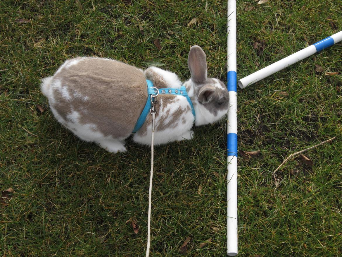 Kanin Petunia  billede 12