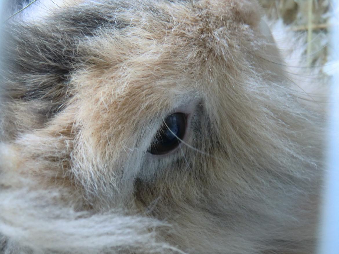 Kanin Stald muskatnød´s Chili  - Ninuuuus <3<3<3 billede 20