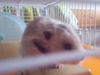 Hamster Malthes Merlin billede 2