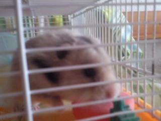 Hamster Malthes Merlin billede 1