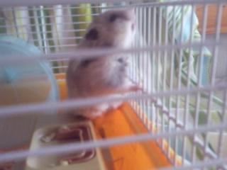 Hamster Malthes Merlin billede 3