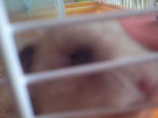 Hamster Malthes Merlin billede 4