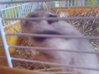 Hamster Malthes Merlin billede 5