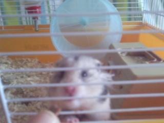 Hamster Malthes Merlin billede 7