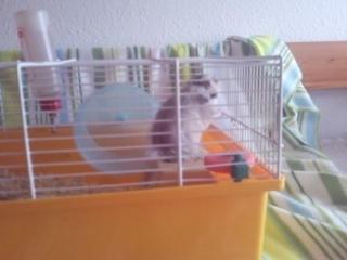 Hamster Malthes Merlin billede 8