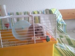 Hamster Malthes Merlin billede 9