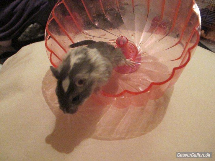 Ørkenrotte Marni - Leger i hjulet <3 billede 1