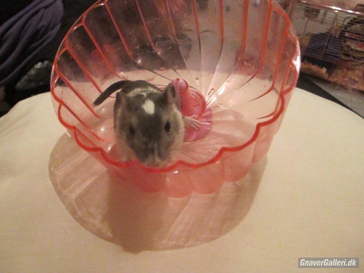 Ørkenrotte Marni - Hun hygger sig rigtig <3 billede 2