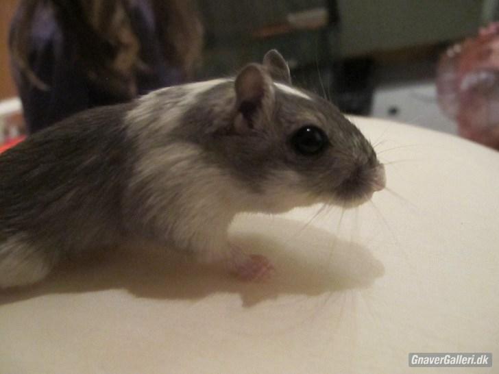 Ørkenrotte Marni - Smukke hende <3 billede 3